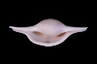 菱角螺藏品圖，第3張